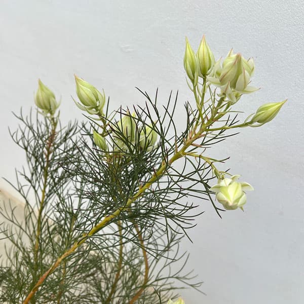 園芸ネット本店｜セルリア（ジョーイセルリア）：ブラッシングブライド