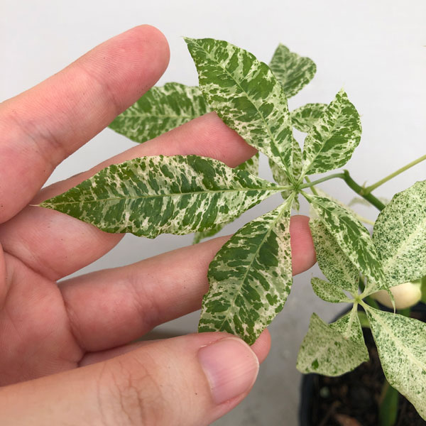 園芸ネット本店｜パキラ：ミルキーウェイ（実生株） 5号24-05 の通販