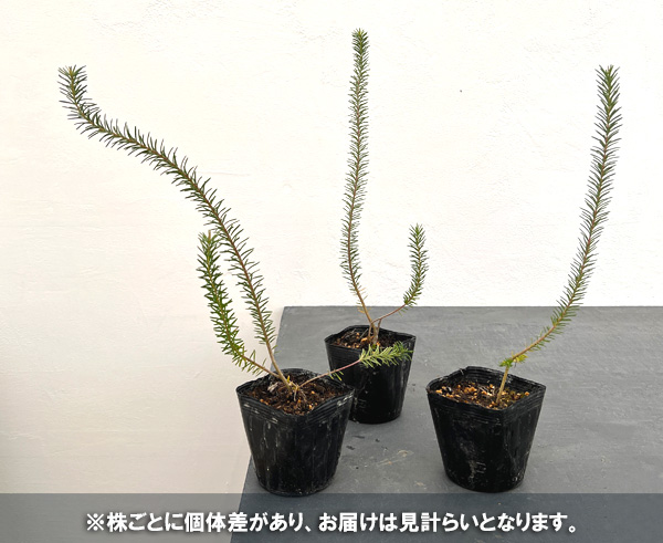 園芸ネット本店｜バンクシア：エリシフォリア（ヒースバンクシア）3.5