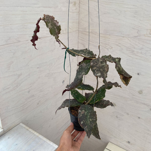 園芸ネット本店｜[送料無料]ホヤ：アンデュラータ（undulata）3.5号鉢