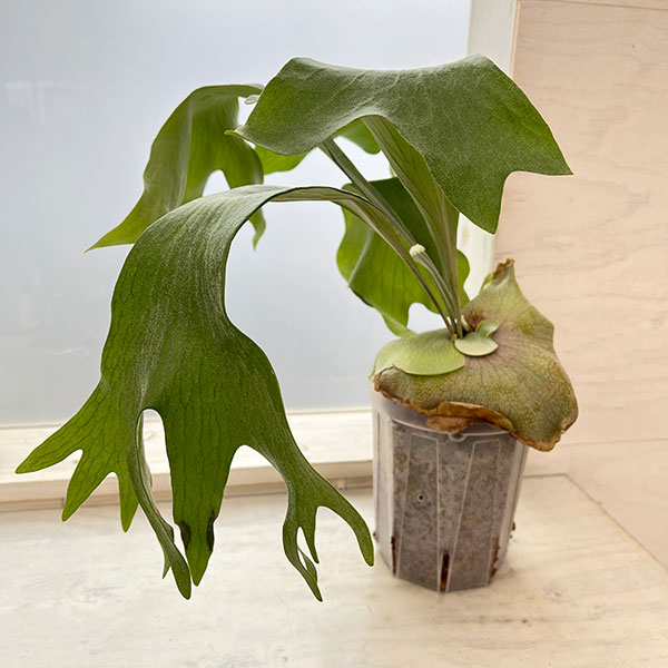 園芸ネット本店｜ビカクシダ（コウモリラン）：ヒリー タートック 5号