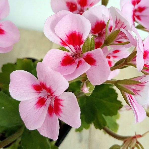 園芸ネット本店｜[26年3月中下旬予約]ゼラニウム：ルイーズ3.5号ポット