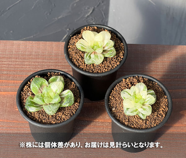 園芸ネット本店｜ハオルチア：マリン錦（オブツーサ交配美種）2.5号