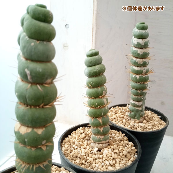 園芸ネット本店｜サボテン：ユーリキニア カスタネア スピラリス 4号