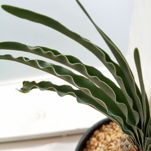 ブーファン ディスティチャ 4号鉢 c 球根植物 園芸ネット本店