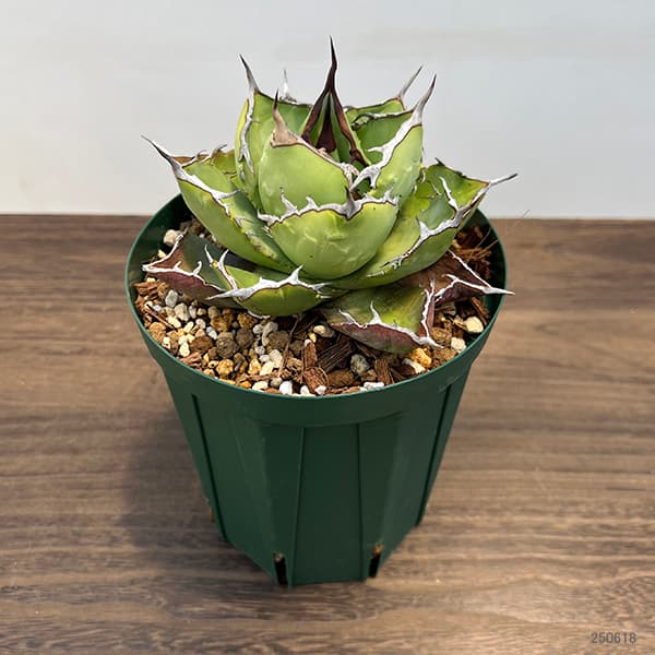 園芸ネット本店｜アガベ：チタノタ5号鉢植え（23-11） の通販【公式】