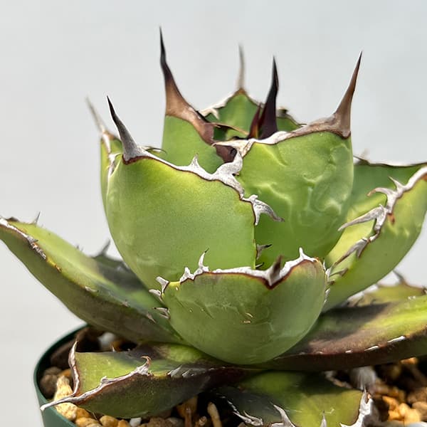 園芸ネット本店｜アガベ：チタノタ4号鉢植え（23-20） の通販【公式】