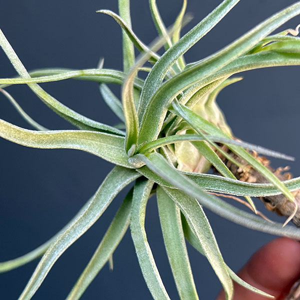 園芸ネット本店｜チランジア：T.ehlersiana sp clumps の通販【公式】