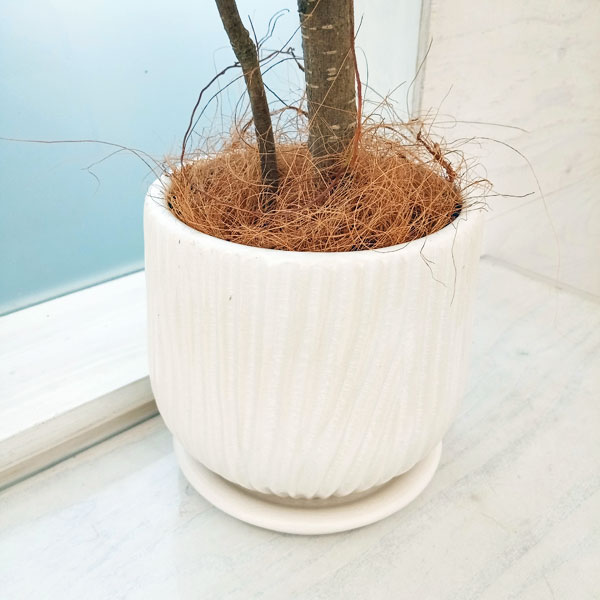 園芸ネット本店｜[ギフトに]パンダガジュマル3.5号 白色陶器鉢入り