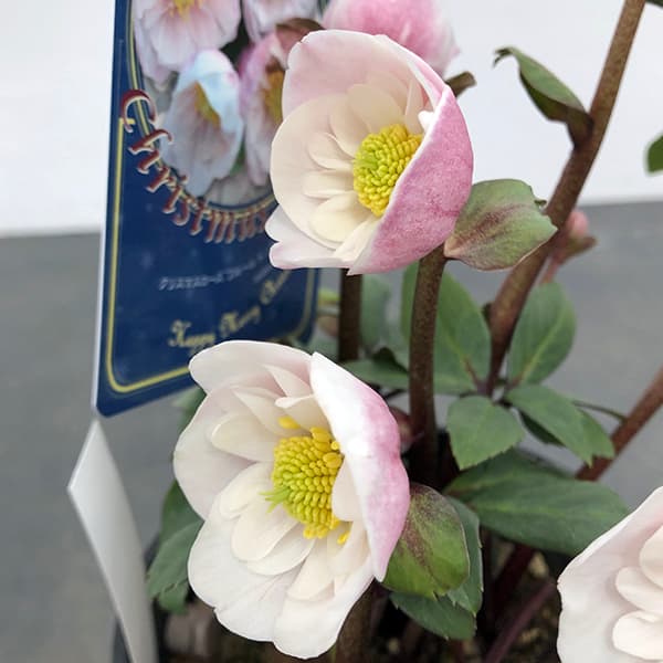 園芸ネット本店｜クリスマスローズ（原種系）：フルール ド ノエル