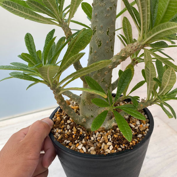 園芸ネット本店｜ドルステニア：ギガス（実生苗） 5号23-04 の通販【公式】