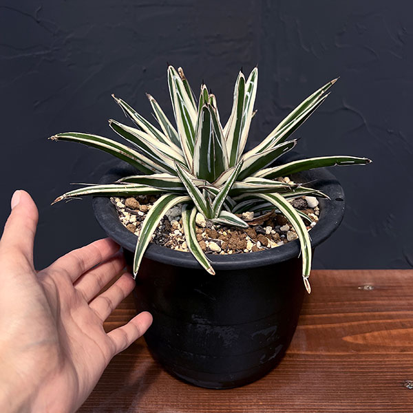 園芸ネット本店｜[ザ・ファームセレクト]アガベ：氷山（ビクトリア