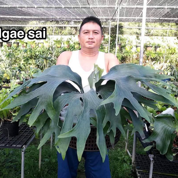 園芸ネット本店｜ビカクシダ（コウモリラン）：ヒリー＃07（ンガエサイ