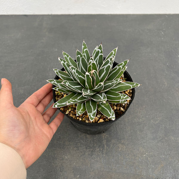 園芸ネット本店｜アガベ：姫笹の雪 5号鉢植え の通販【公式】