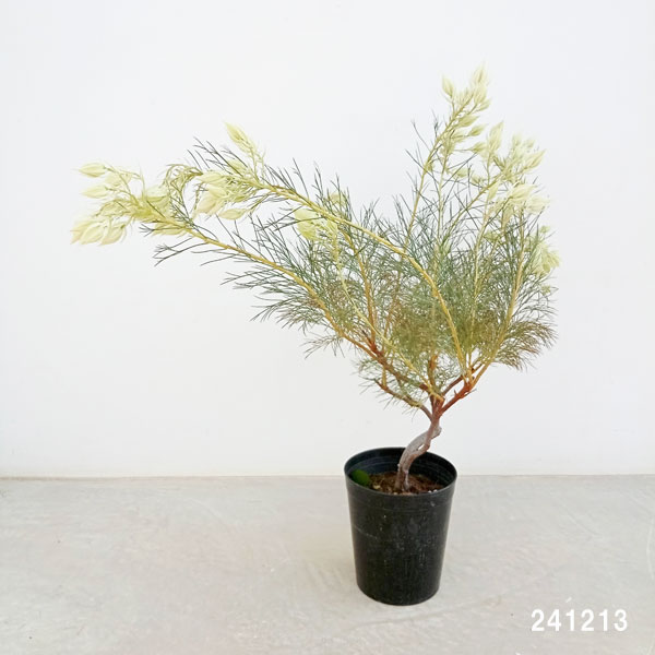 園芸ネット本店｜[ザ・ファームセレクト]セルリア（ジョーイセルリア