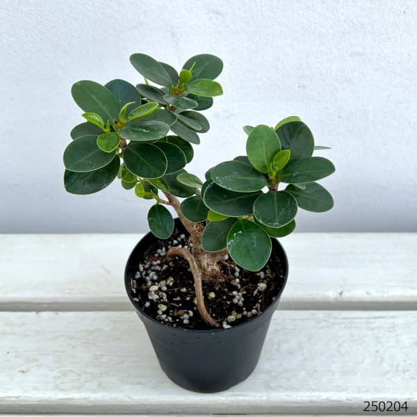 園芸ネット本店｜ガジュマル：パンダガジュマル 3.5号鉢植え（盆栽風