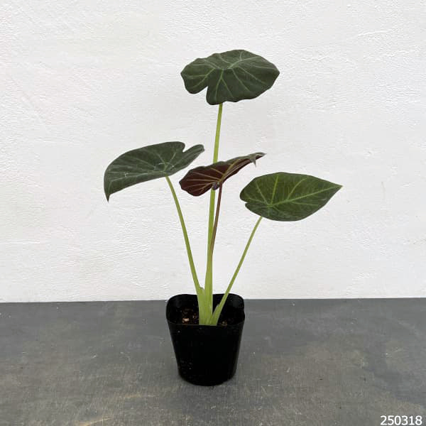 園芸ネット本店｜アロカシア：リーガルシールズ 3.5号ポット の通販