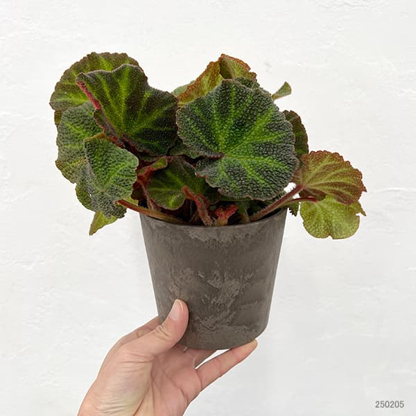 園芸ネット本店｜ベゴニア：ソリムタータ 4号鉢植え の通販【公式】