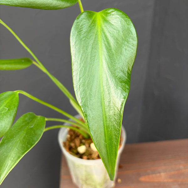 園芸ネット本店｜モンステラ：バールマルクスフレーム 4号ねこチップ