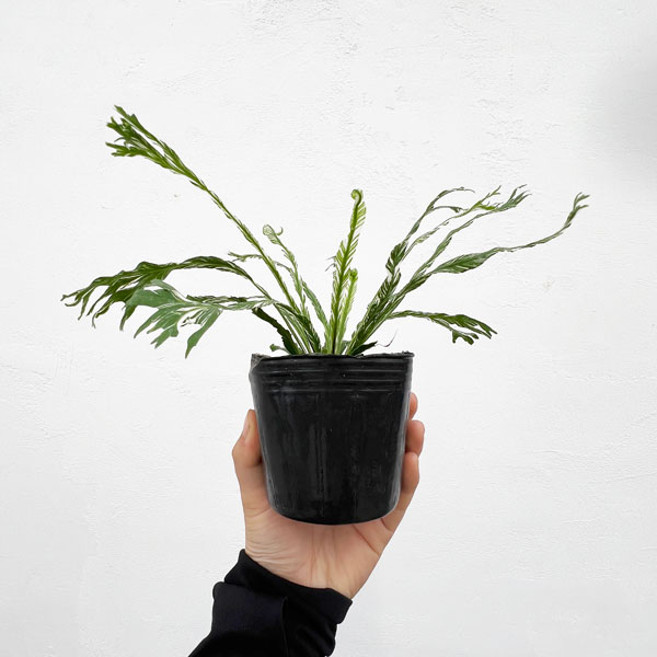 園芸ネット本店｜[ザ・ファームセレクト]アスプレニウム：ニダス