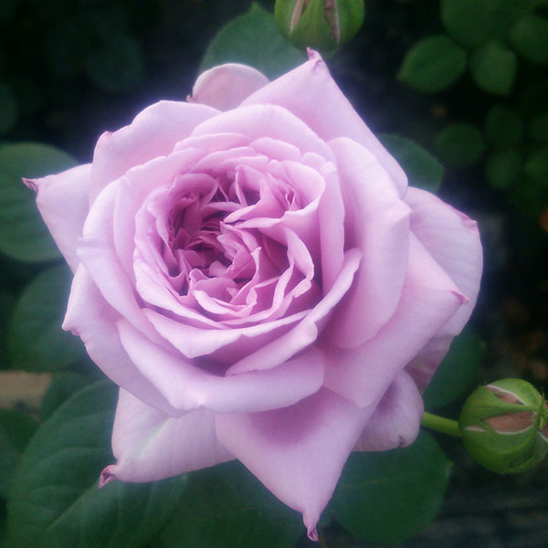 園芸ネット本店｜バラ（四季咲き大輪）：青空大苗（産地直送品） の