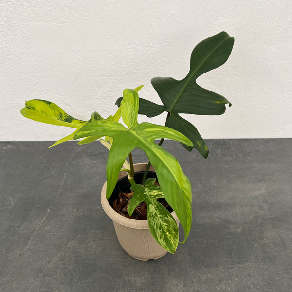 園芸ネット本店｜[ザ・ファームセレクト]フィロデンドロン：フロリダ