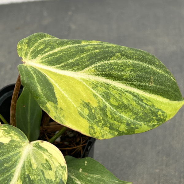 園芸ネット本店｜フィロデンドロン：グロリオサム トリカラー 2.5号