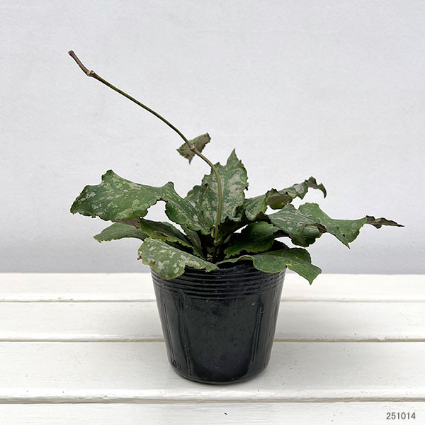 園芸ネット本店｜ホヤ：ウンデュラータ 3.5号ポット の通販【公式】