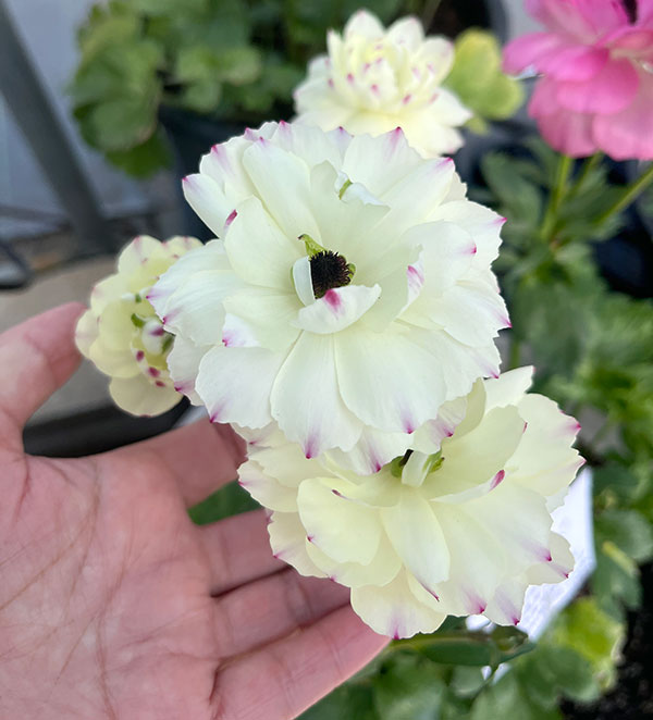 園芸ネット本店｜ラナンキュラス：ラックス ペネロペ3.5-4号ポット の