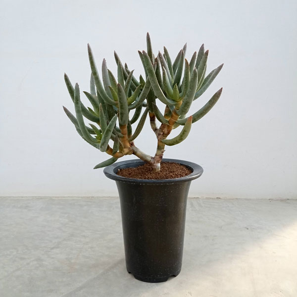 園芸ネット本店｜[ザ・ファームセレクト]アロエ：ラモシシマ（多分枝