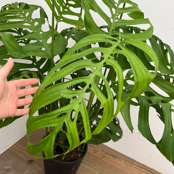 園芸ネット本店｜モンステラ：エピプレムノイデス エスケレート