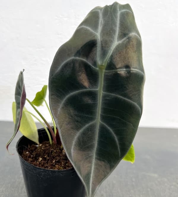 園芸ネット本店｜（わけあり特価）アロカシア：スーヒルマニア 3号