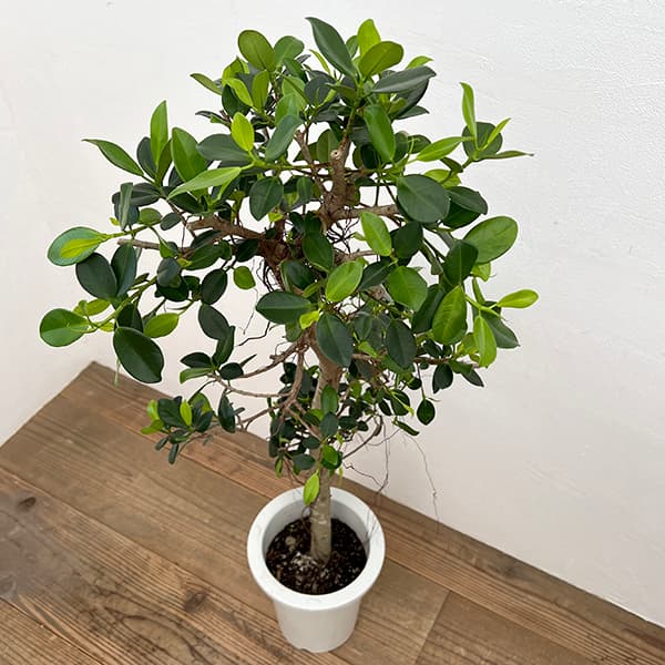 園芸ネット本店｜ガジュマル：センカクガジュマル 7号鉢植え** の通販