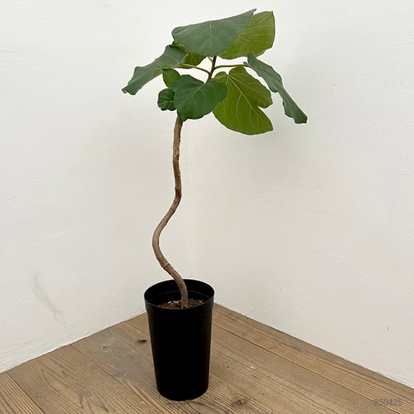 園芸ネット本店｜フィカス：エベレスト 7号 の通販【公式】