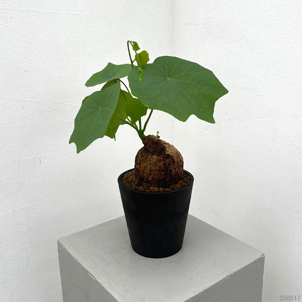 園芸ネット本店｜ステファニア：スベローサ 4号ポット の通販【公式】