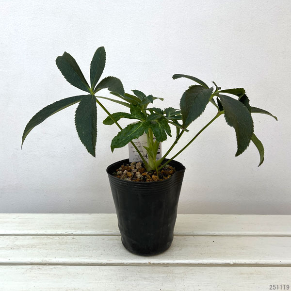 園芸ネット本店｜高正園さんのクリスマスローズ：ダブル バイカラー4.5