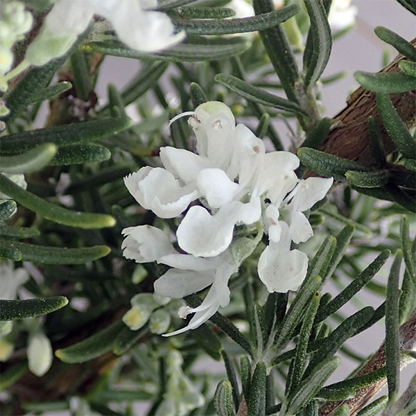 園芸ネット本店｜ローズマリー（立性）：ホワイト（白花）4.5号ポット