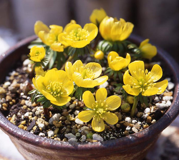 園芸ネット本店｜セツブンソウ：黄花せつぶん草 5球入り の通販【公式】