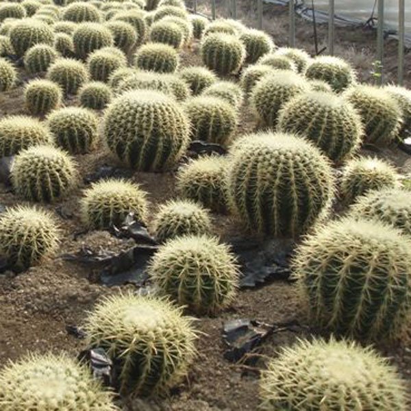 園芸ネット本店｜サボテンの王様：金シャチ（キンシャチ・金鯱）8号