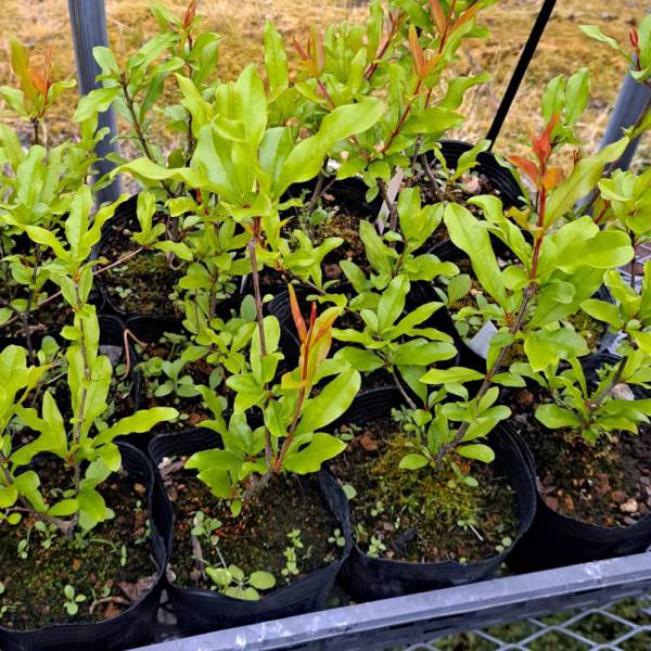 園芸ネット本店｜ザクロ：泰山一号4号ポット の通販【公式】