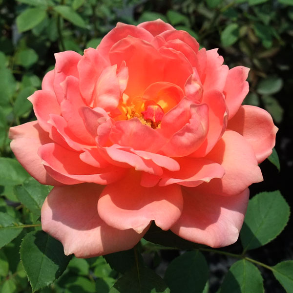 園芸ネット本店｜イングリッシュローズ デビッド・オースチン