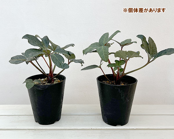 園芸ネット本店｜クリスマスローズ（原種交配）：*HGCモンテクリスト