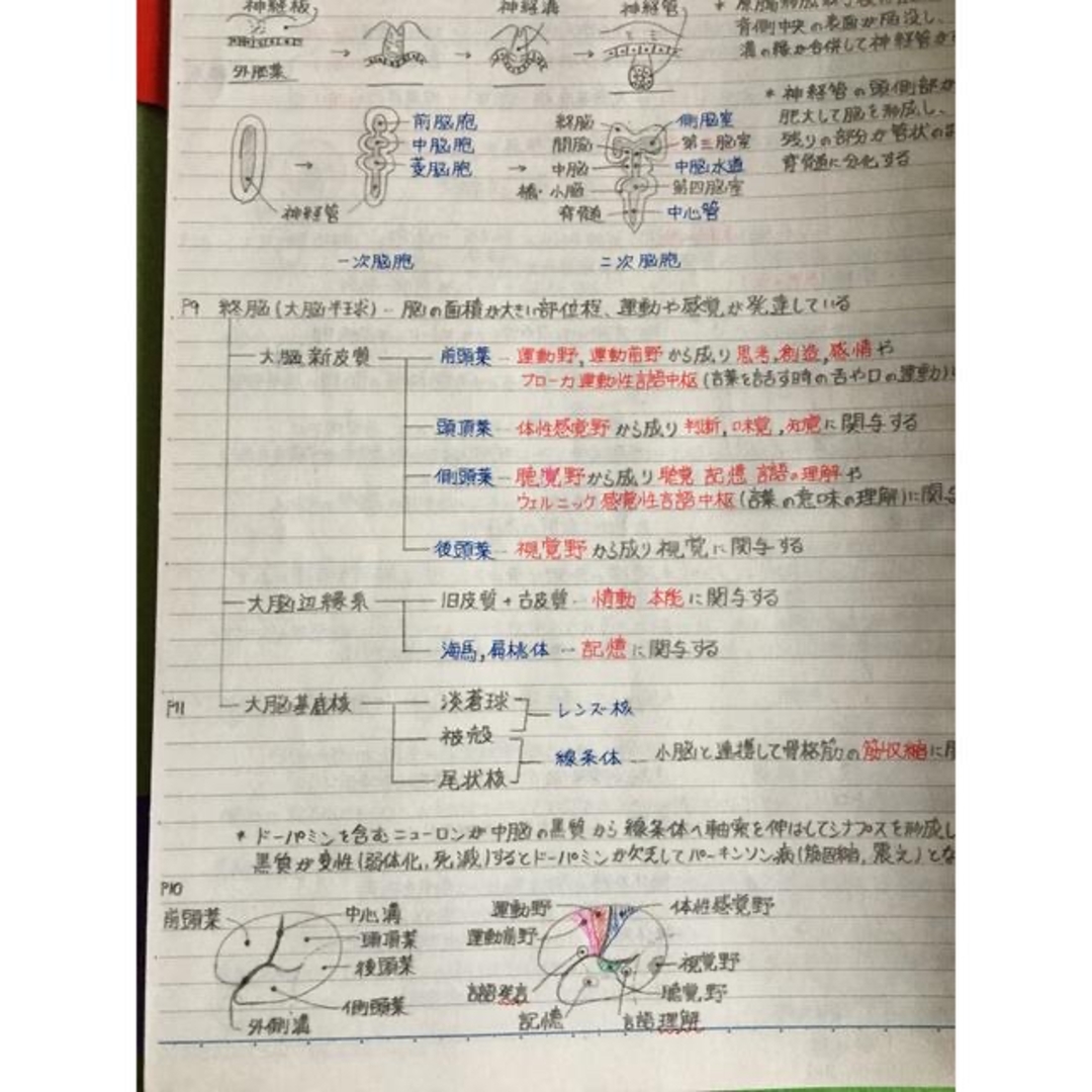 医療系学科定期試験、国家試験対策シリーズ【解剖学・生理学】まとめ