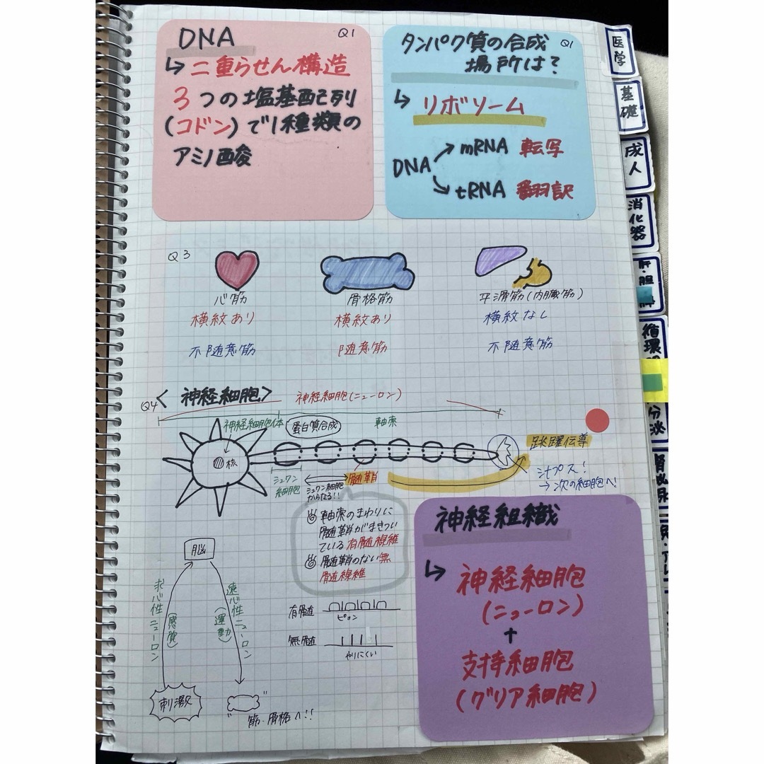 看護師国家試験対策【必修＋レビュー2点セット！！】国試ノート 付箋