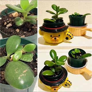 MASSES M&M アルミ 鉢 TYPE2 shade S 新品 マシスの通販 by 燕屋｜ラクマ