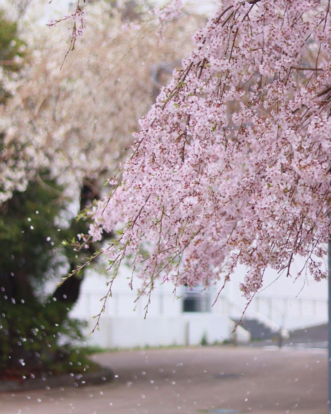 Canon EF50mm F1.8 STMを徹底解説。作例からレビューまで | ONE SCENE