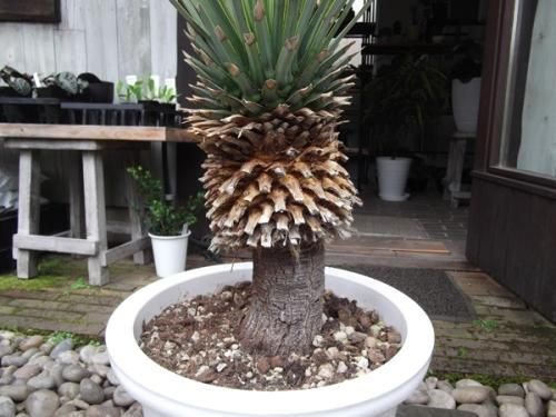 ユッカ・リギダ 幹上り 10号 - 植物と暮らす m-plant