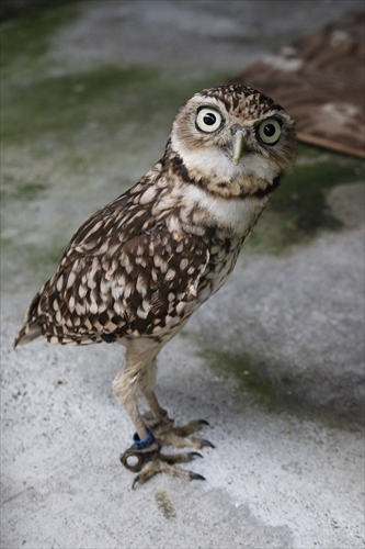 シルエット解禁！新しい鳥を二羽紹介！ l 掛川花鳥園 鳥達の飼育日誌