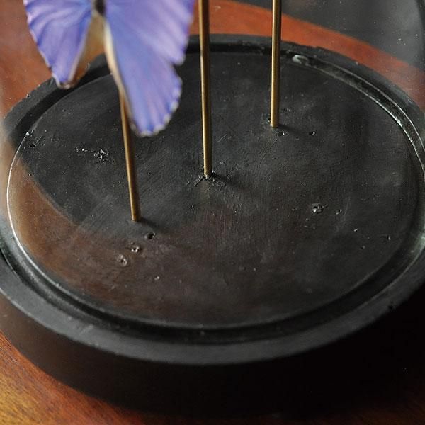 ガラスドームモルフォチョウ 標本/フランスアンティーク雑貨・家具の