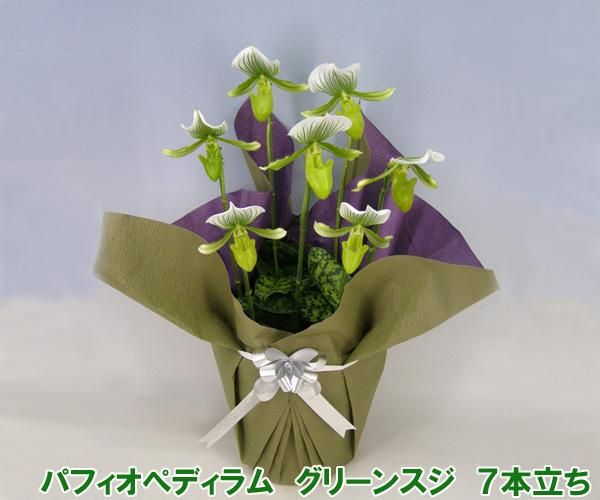 産地直送！珍しい洋蘭 『パフィオペディラム グリーンスジ』 7本立ち